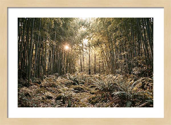 Bamboo Grove Serenity