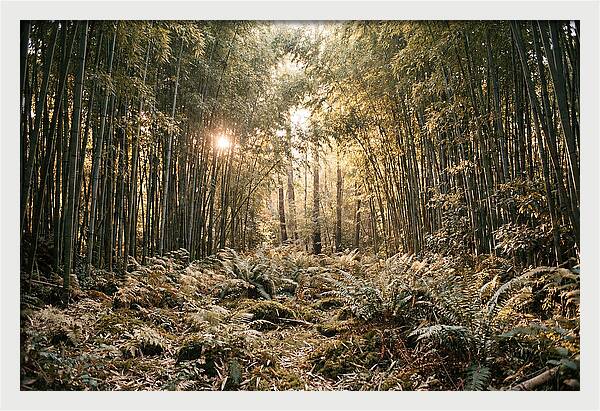 Bamboo Grove Serenity
