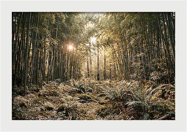 Bamboo Grove Serenity