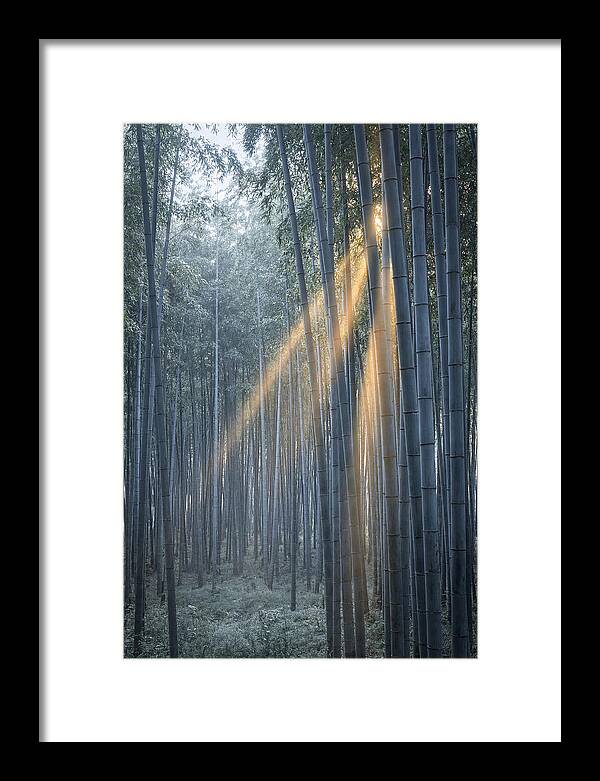 Bamboo Grove With Golden Rays