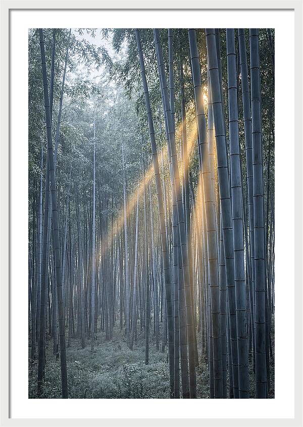 Bamboo Grove With Golden Rays
