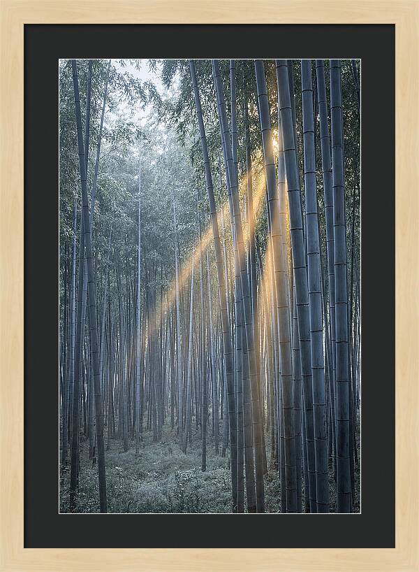 Bamboo Grove With Golden Rays