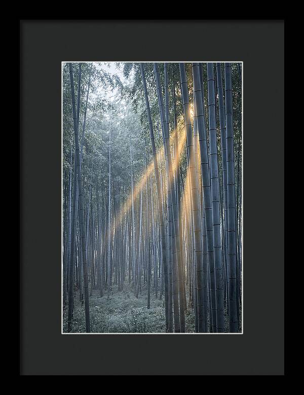 Bamboo Grove With Golden Rays