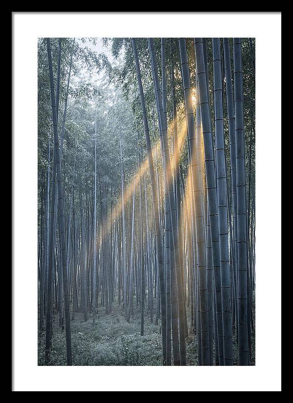 Bamboo Grove With Golden Rays