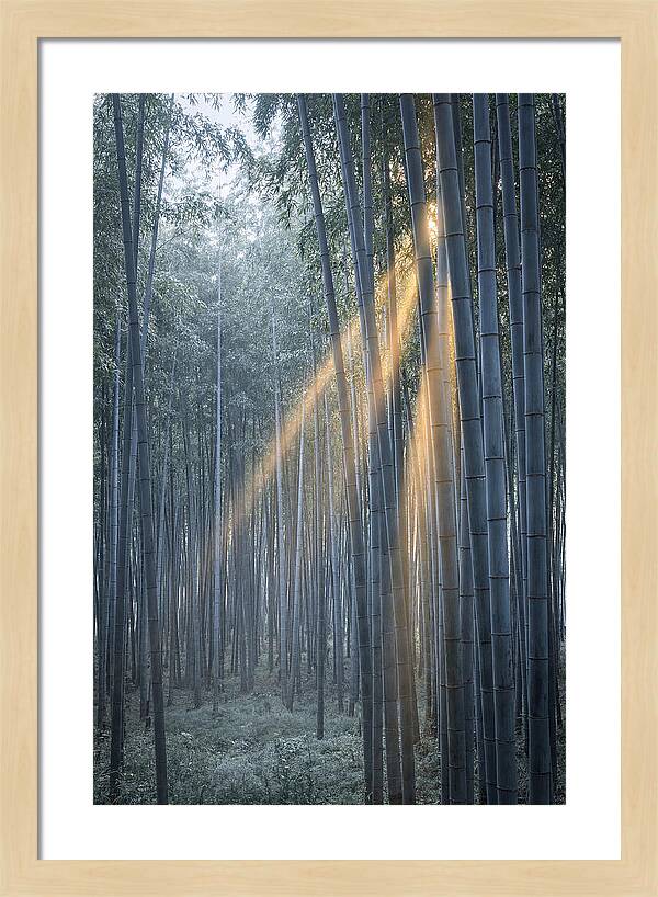 Bamboo Grove With Golden Rays