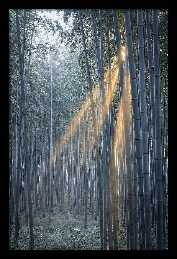 Bamboo Grove With Golden Rays