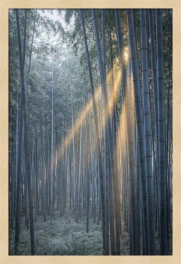 Bamboo Grove With Golden Rays