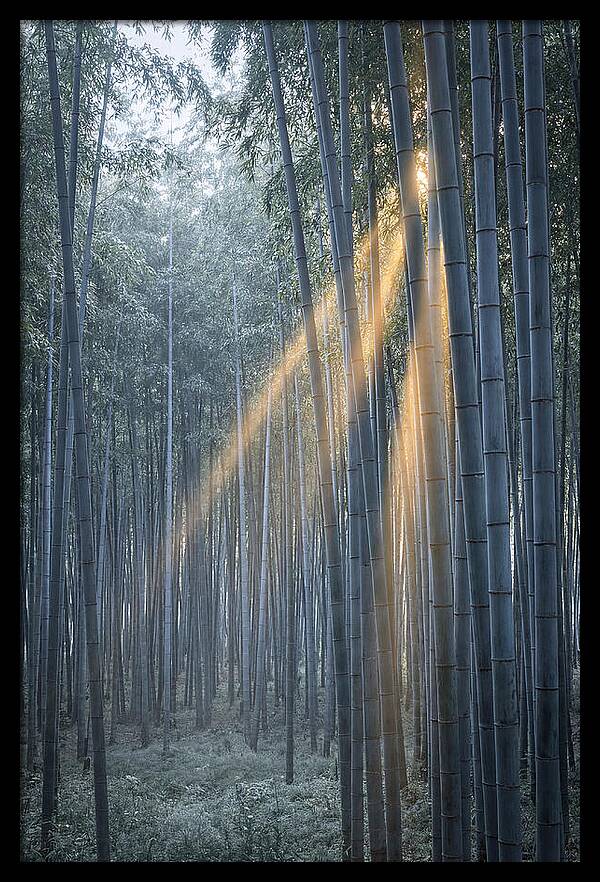 Bamboo Grove With Golden Rays