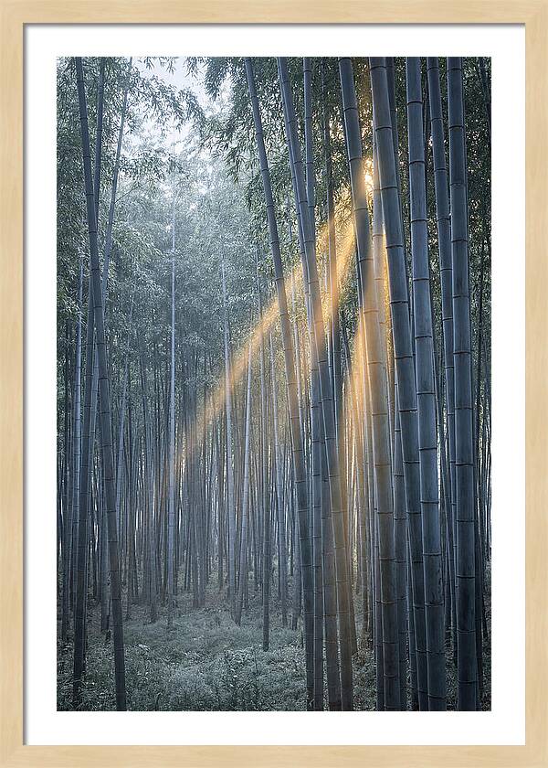 Bamboo Grove With Golden Rays