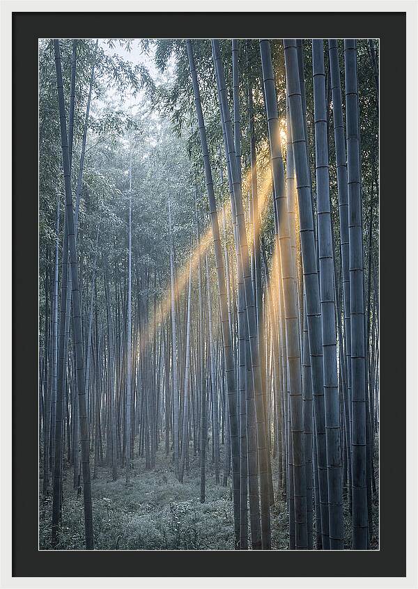 Bamboo Grove With Golden Rays