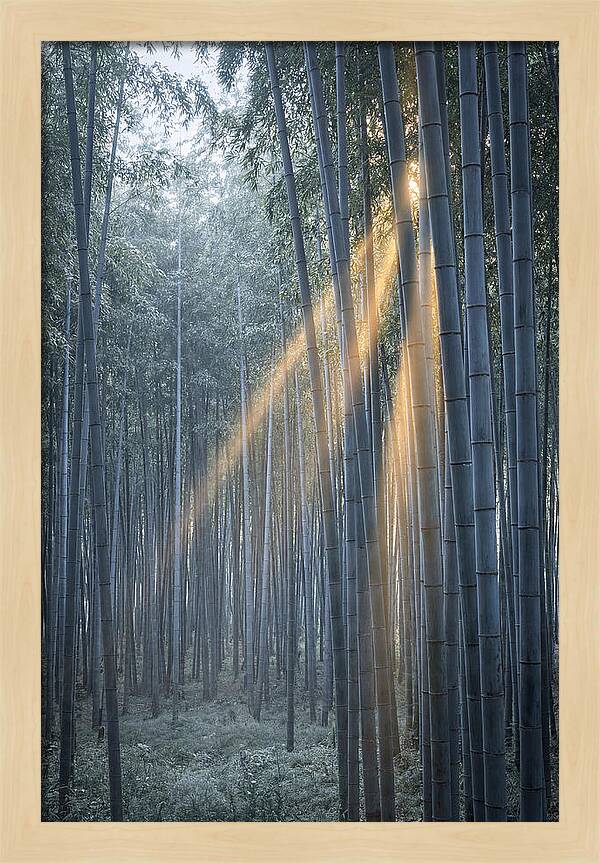 Bamboo Grove With Golden Rays