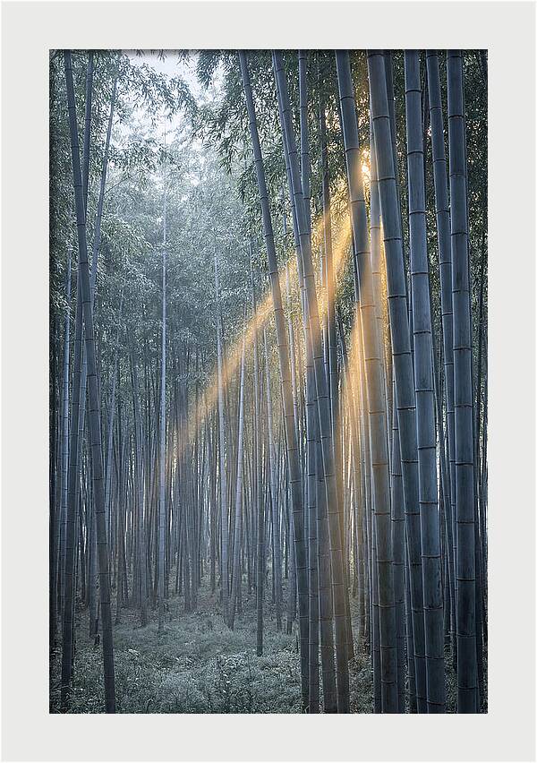 Bamboo Grove With Golden Rays