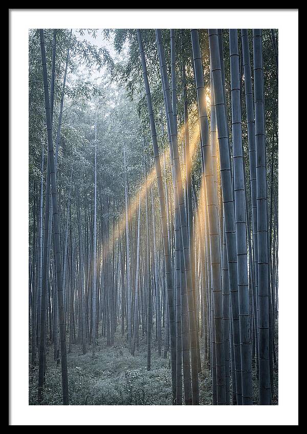 Bamboo Grove With Golden Rays