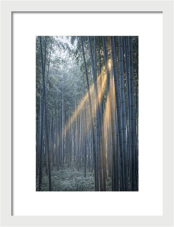 Bamboo Grove With Golden Rays