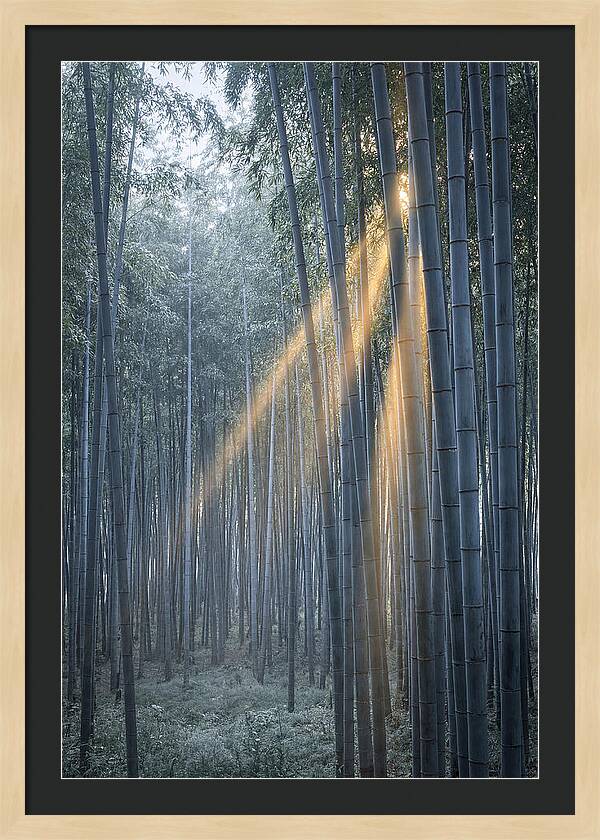 Bamboo Grove With Golden Rays