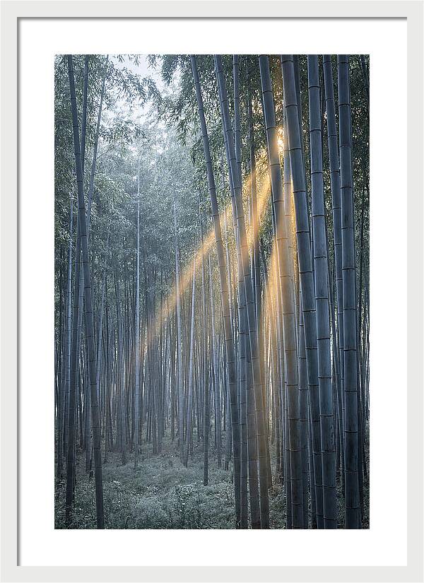 Bamboo Grove With Golden Rays