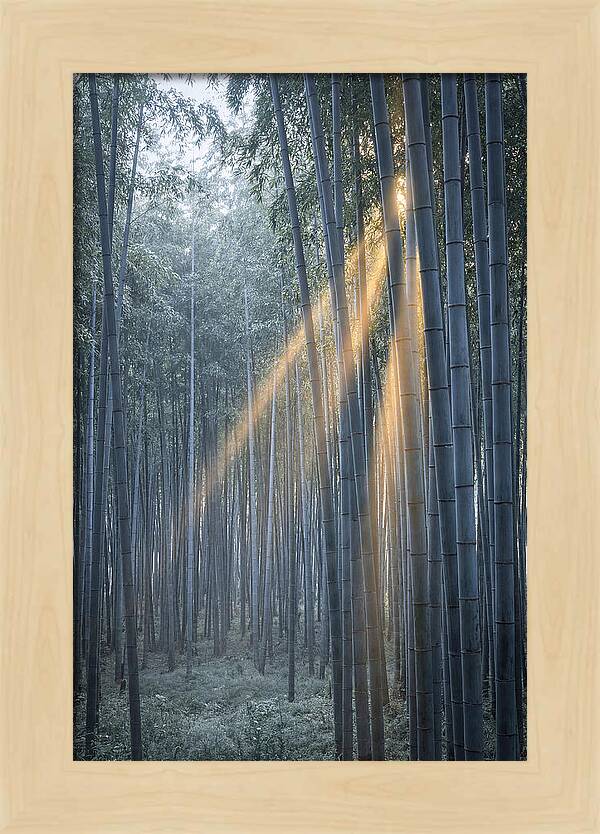 Bamboo Grove With Golden Rays