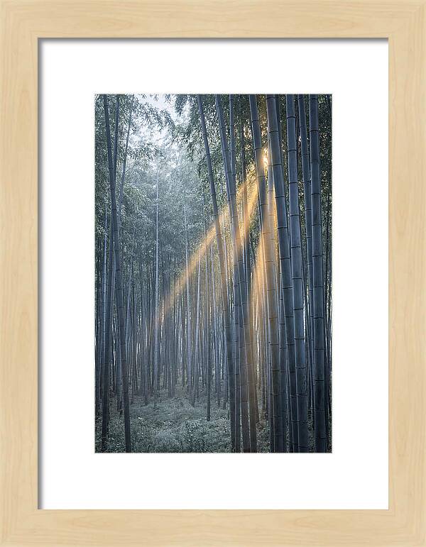 Bamboo Grove With Golden Rays