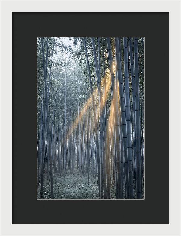 Bamboo Grove With Golden Rays