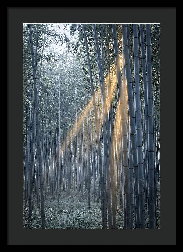 Bamboo Grove With Golden Rays