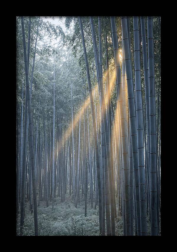 Bamboo Grove With Golden Rays
