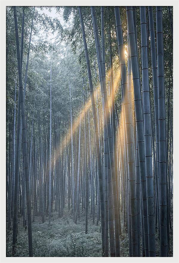 Bamboo Grove With Golden Rays