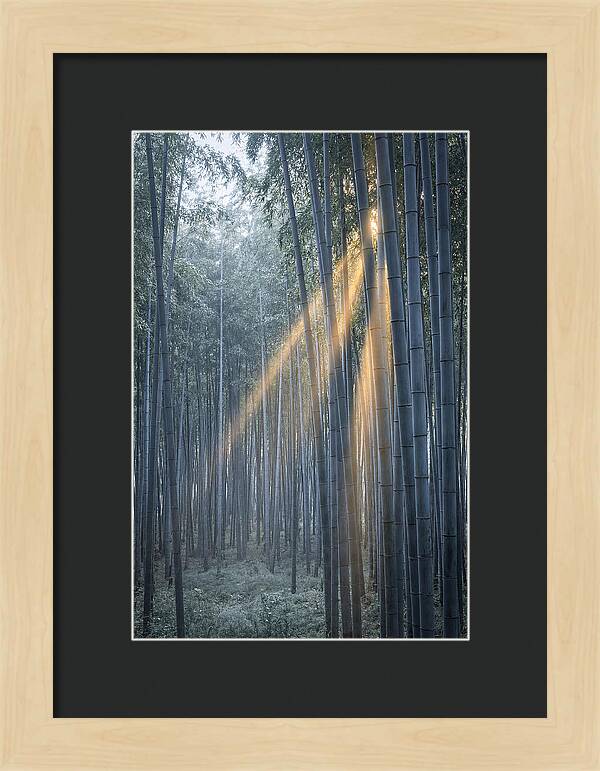Bamboo Grove With Golden Rays