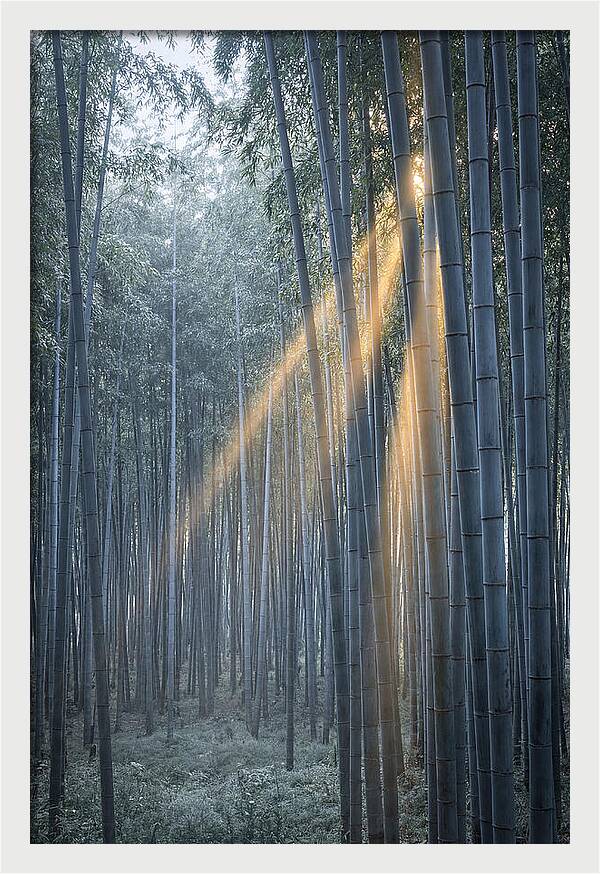 Bamboo Grove With Golden Rays
