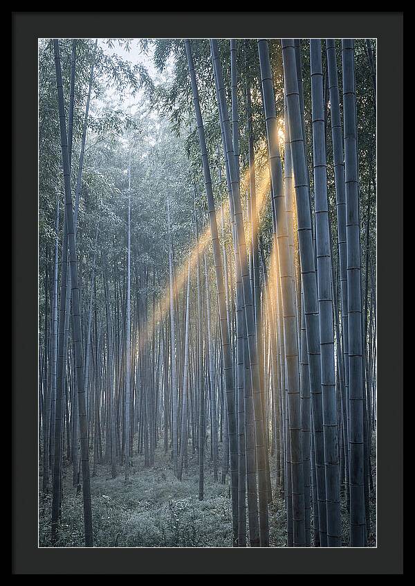 Bamboo Grove With Golden Rays