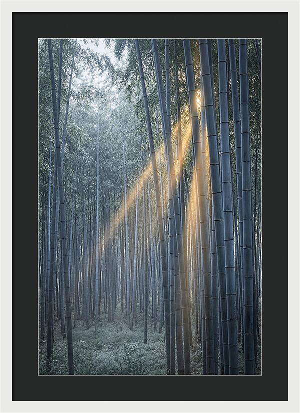 Bamboo Grove With Golden Rays