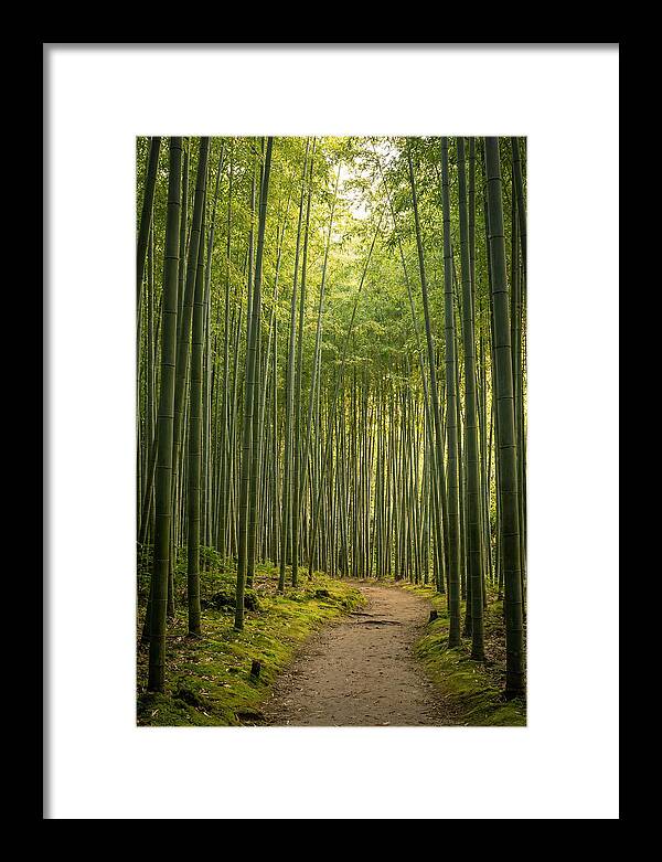 Bamboo Pathway Through Tranquility