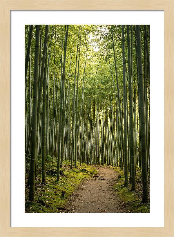 Bamboo Pathway Through Tranquility