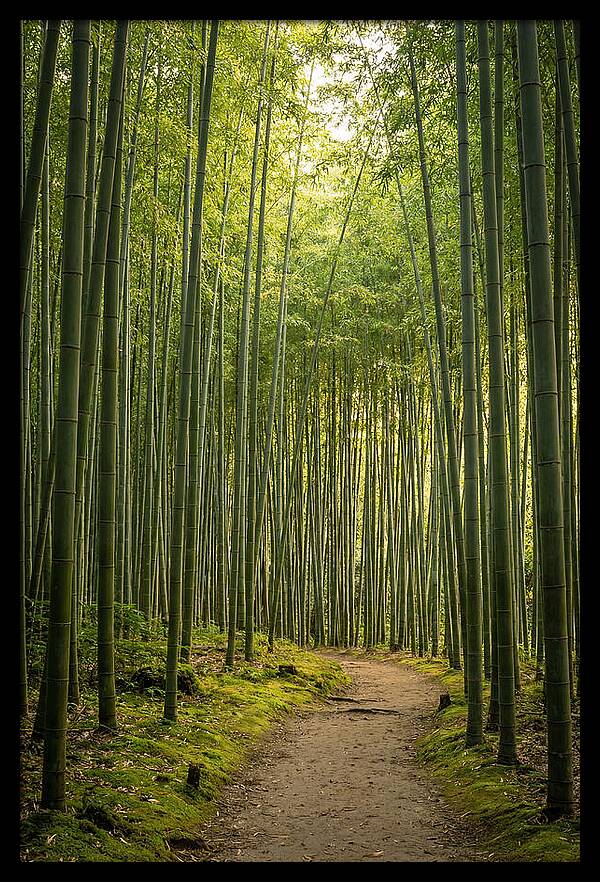 Bamboo Pathway Through Tranquility