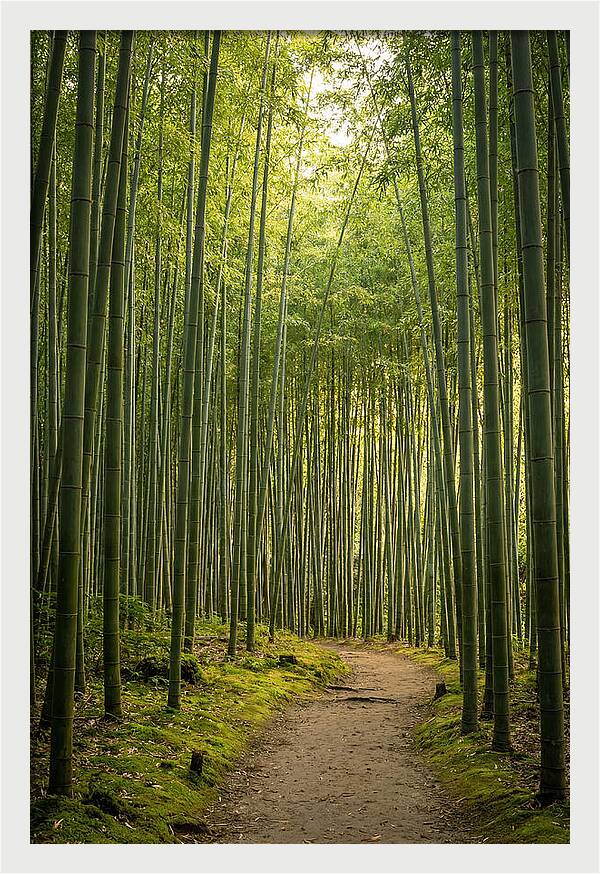 Bamboo Pathway Through Tranquility