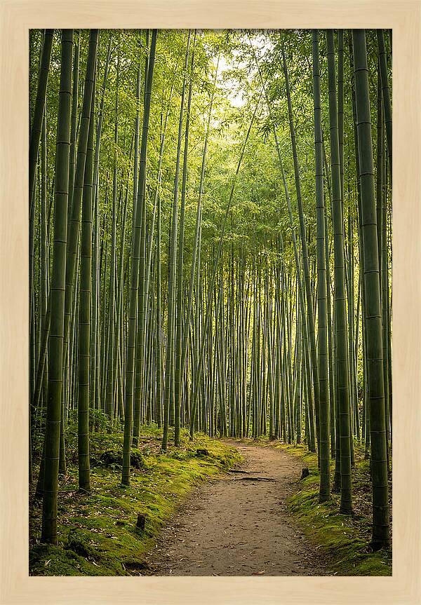 Bamboo Pathway Through Tranquility