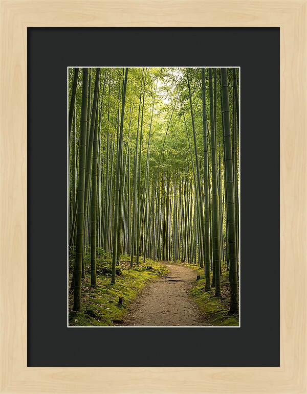Bamboo Pathway Through Tranquility