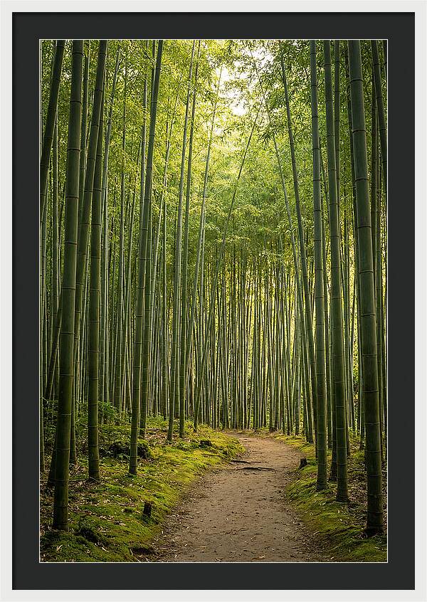 Bamboo Pathway Through Tranquility