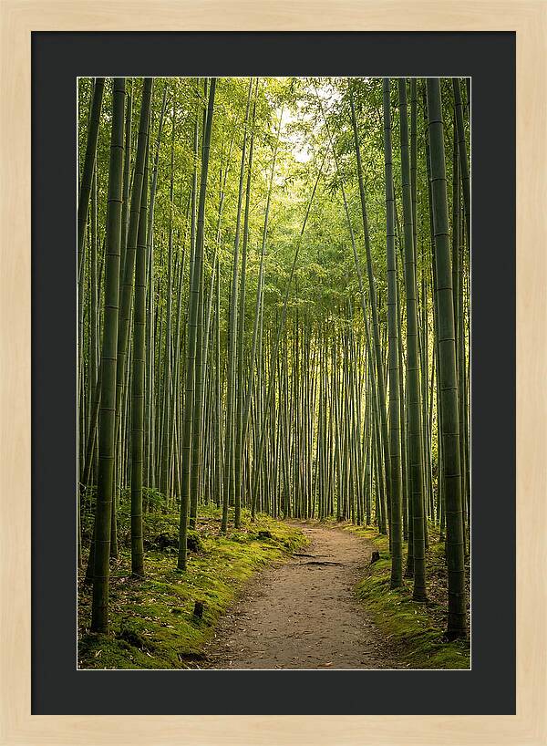 Bamboo Pathway Through Tranquility