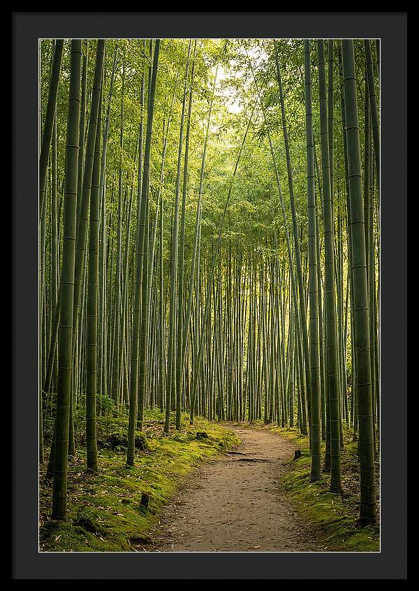 Bamboo Pathway Through Tranquility