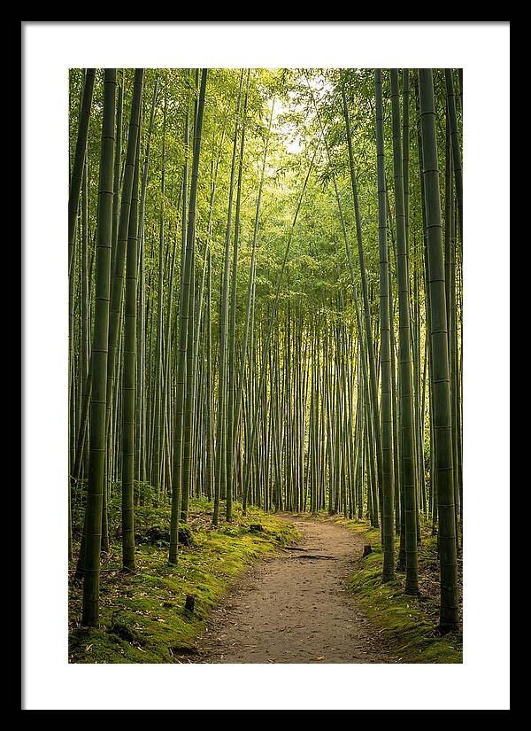 Bamboo Pathway Through Tranquility
