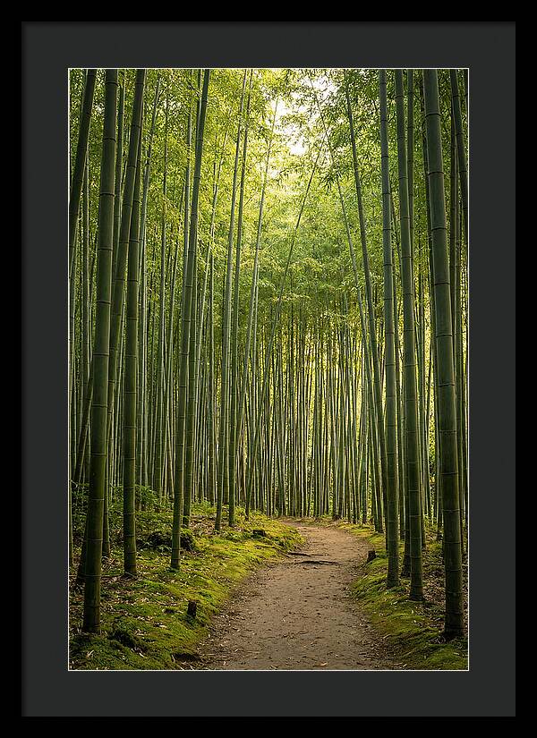 Bamboo Pathway Through Tranquility