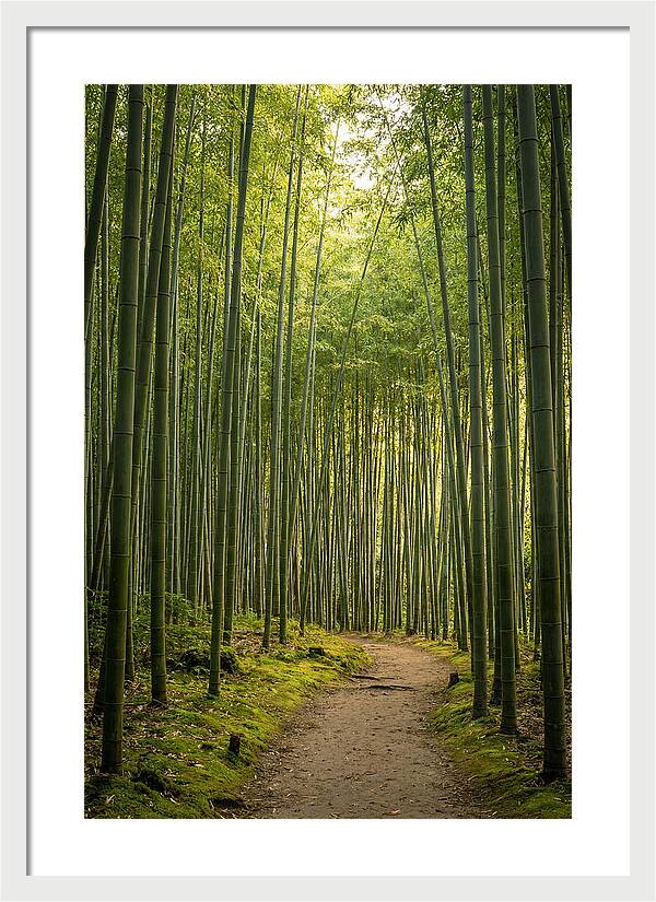 Bamboo Pathway Through Tranquility