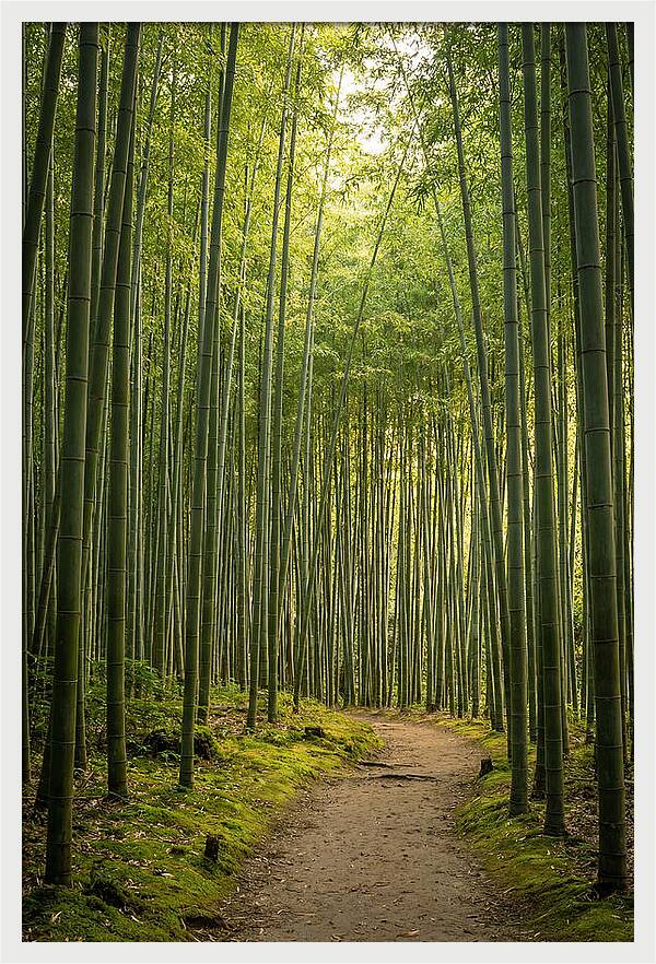 Bamboo Pathway Through Tranquility