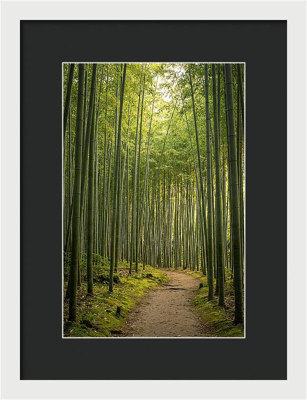 Bamboo Pathway Through Tranquility