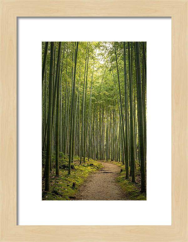 Bamboo Pathway Through Tranquility