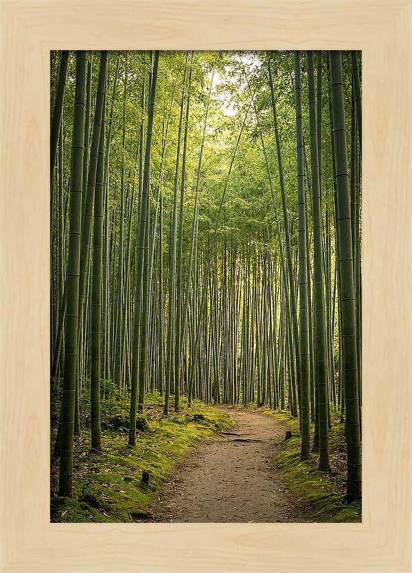 Bamboo Pathway Through Tranquility
