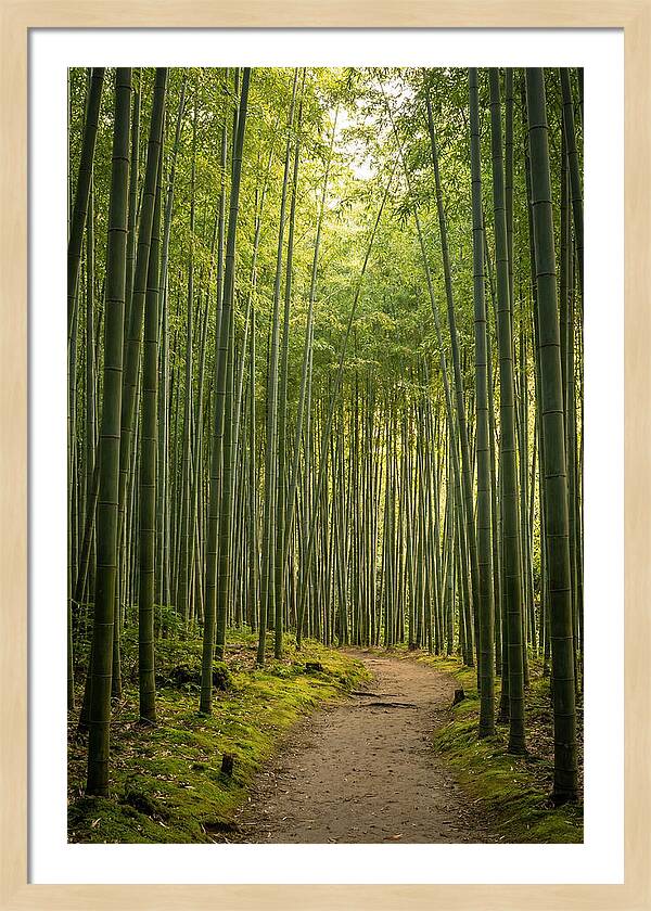 Bamboo Pathway Through Tranquility