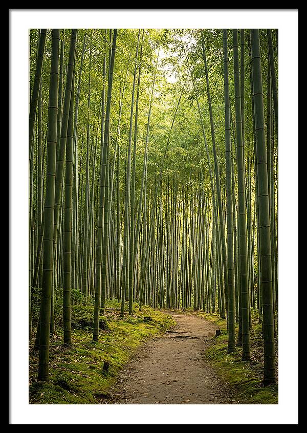 Bamboo Pathway Through Tranquility