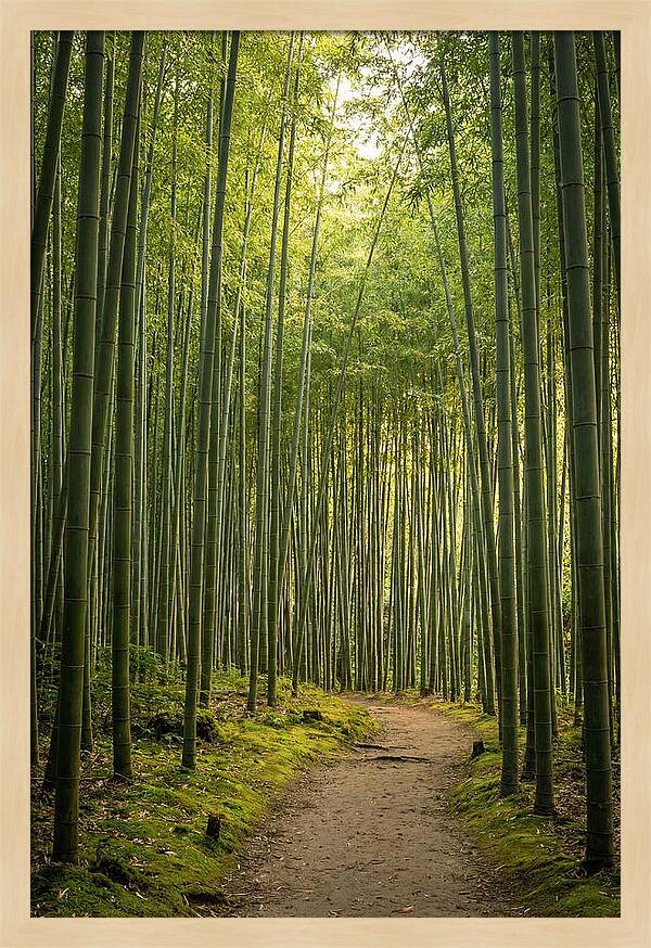 Bamboo Pathway Through Tranquility