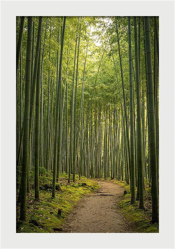 Bamboo Pathway Through Tranquility